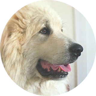 Handsome Adult Pyr Sticker