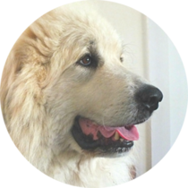 Handsome Adult Pyr Sticker