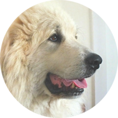 Handsome Adult Pyr Sticker