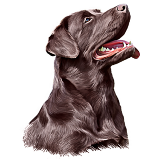Handsome Brown Lab Sticker
