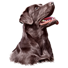 Handsome Brown Lab Sticker