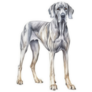 Handsome Great Dane Sticker