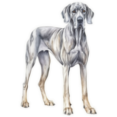 Handsome Great Dane Sticker