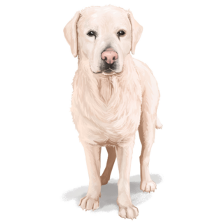 Handsome Hand Drawn :Lab Sticker