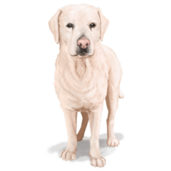 Handsome Hand Drawn :Lab Sticker