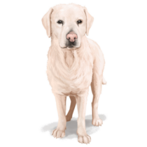 Handsome Hand Drawn :Lab Sticker