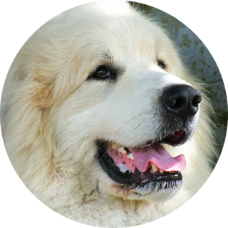 Handsome Pyrenees Sticker 