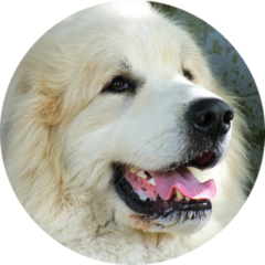 Handsome Pyrenees Sticker 