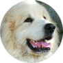 Handsome Pyrenees Sticker 