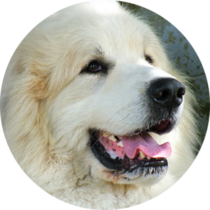 Handsome Pyrenees Sticker 