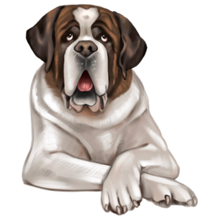 Handsome St Bernard Sticker