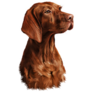 Handsome Vizsla Sticker