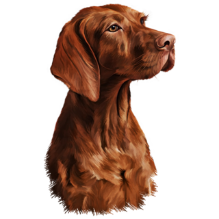 Handsome Vizsla Sticker