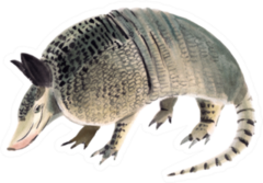 Handwork Watercolor Illustration Of Armadillo Sticker