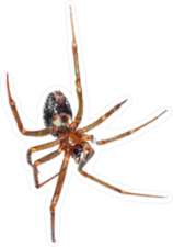 Hanging Spider Sticker