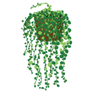 Hanging Succulent Indoor Plant