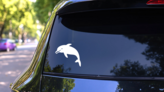 Happy Dolphin Smiling Sticker on a Rear Car Window (New) example