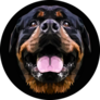 Happy Smile Rottweiler Sticker