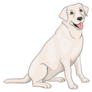 Happy Yellow Lab Sticker