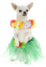 Hawaiian Luau Dancing Dog Sticker
