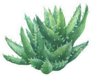 Haworthia Limifolia Cactus Sticker