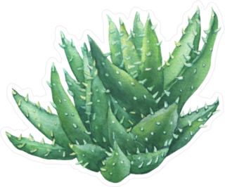 Haworthia Limifolia Cactus Sticker
