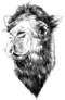 Head Camel Side Profile Sketch Sticker