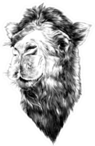 Head Camel Side Profile Sketch Sticker
