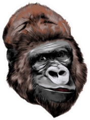 Head Gorilla Drawing Sticker