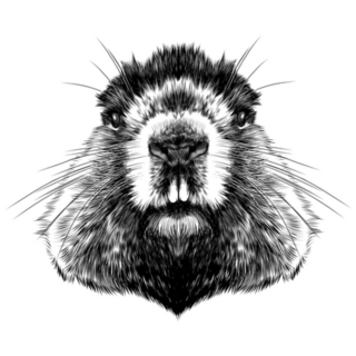 Head Groundhog Hairy Symmetric Sketch Sticker