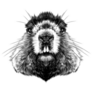Head Groundhog Hairy Symmetric Sketch Sticker