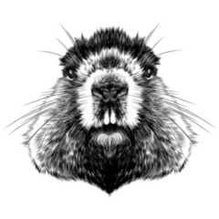 Head Groundhog Hairy Symmetric Sketch Sticker