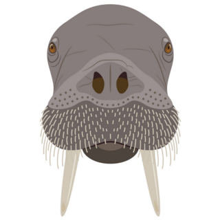 Head Of A Walrus Sticker
