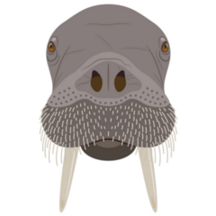 Head Of A Walrus Sticker