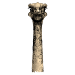 Head Ostrich Angry Sticker