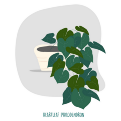 Heartleaf Philodendron Indoor Potted Plant Sticker