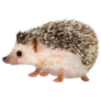 Hedgehog Wildlife Sticker