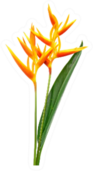 Heliconia Flower Isolated On White Background Sticker