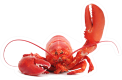 Hello Lobster Sticker