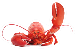 Hello Lobster Sticker