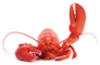 Hello Lobster Sticker