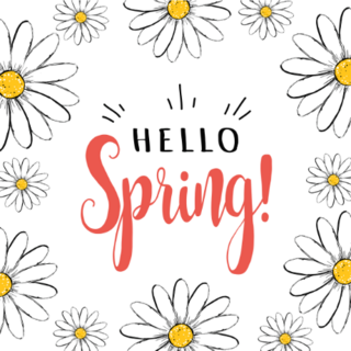 Hello Spring Daisies Sticker