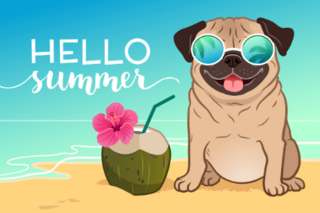 Hello Summer Pug Sticker