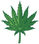 Hemp Leaf Sticker