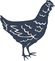 Hen Chicken Sticker