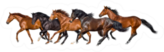 Herd Of Horses Run Gallop Sticker
