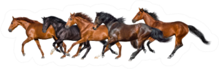 Herd Of Horses Run Gallop Sticker