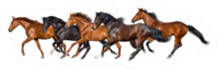 Herd Of Horses Run Gallop Sticker