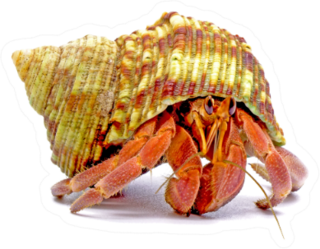 Hermit Crabs Isolated On White Sticker