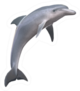 Hi Res Dolphin Isolated Sticker
